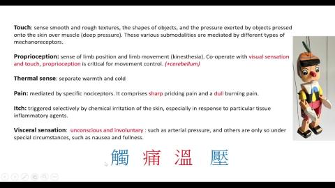 Neuroanatomy_Mechanosensory system-1.mp4