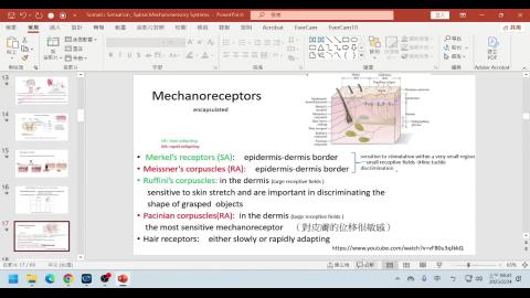 Neuroanatomy Mechanosensory system-2.mp4