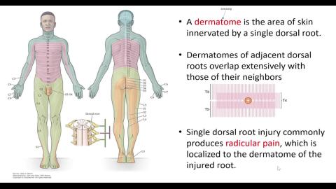 Neuroanatomy Mechanosensory system-3.mp4