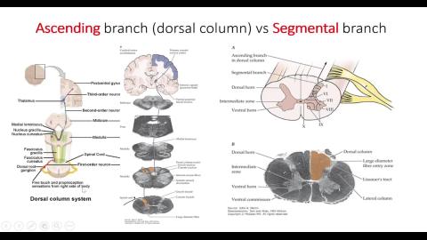Neuroanatomy Mechanosensory system-4.mp4