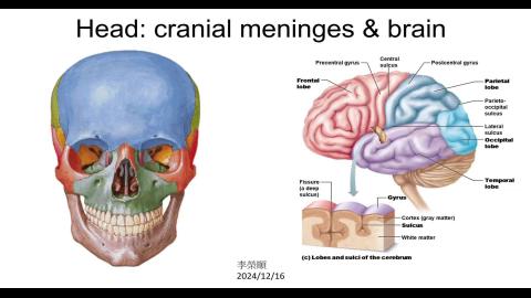 Gross Anatomy_Brain & Meninge-1.mp4