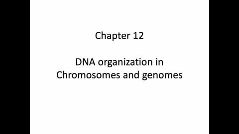 2026_Chapter 12_chromosome_genome structure