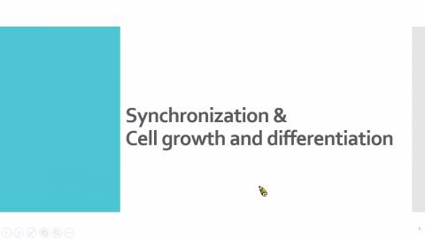 Cell cycel synchronization & cell differentiation.mp4