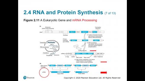 108-2 生物科技概論 04.08.mp4