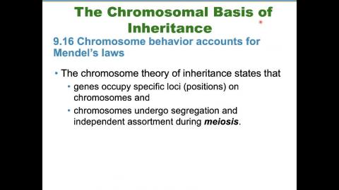 普通生物學 Ch9 Patterns of Inheritance (2020-04-16,第三節)
