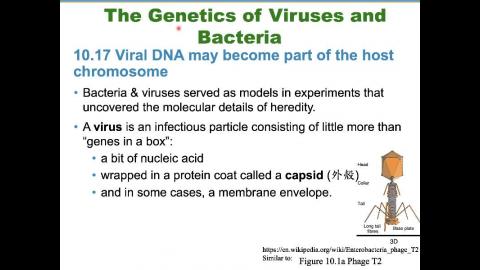 普通生物學 Ch10 & 11 (2020-04-23,第二節)