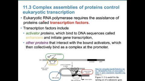普通生物學 Ch10 & 11 (2020-04-23,第三節)